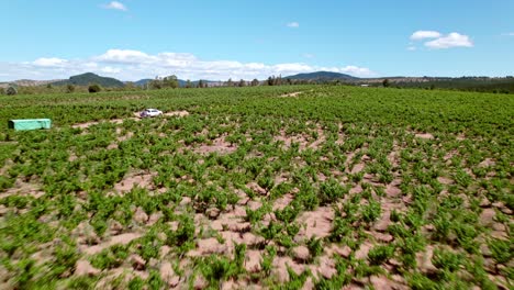 Fly-over-a-vineyard-with-vines-in-head-formation,-soil-profile-analysis,-truck-in-the-middle-of-the-vines