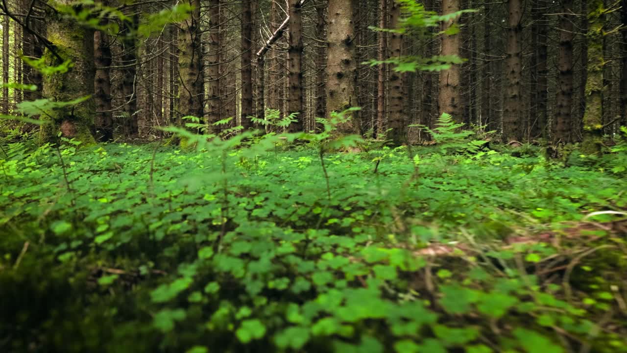 vista del bosque en noruega. hermosa naturaleza de noruega. la cámara se mueve de la primera persona a través de la matorral de un bosque de pinos.