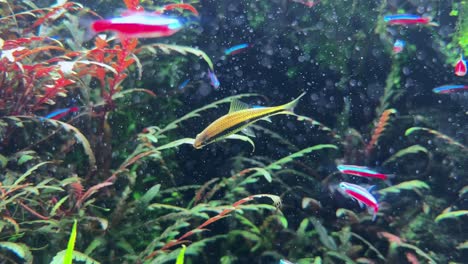 peces tropicales coloridos nadando en un vibrante tanque de acuario submarino