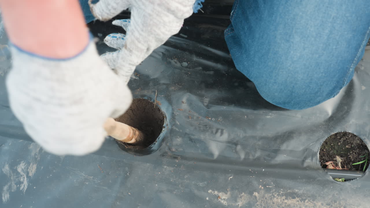 close up adult hand burrowing soil with fork handle through plastic mulch hole, gloved hands loosening morning dew kissed earth for planting prep