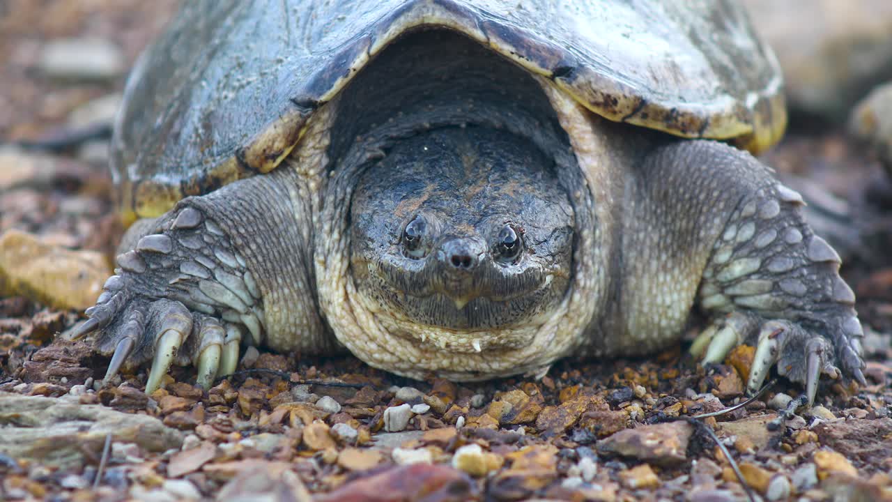 Static video of a Common Snapping Turtle Chelydra serpentina. Camera is in front of the snapping turtles, looking straight ahead