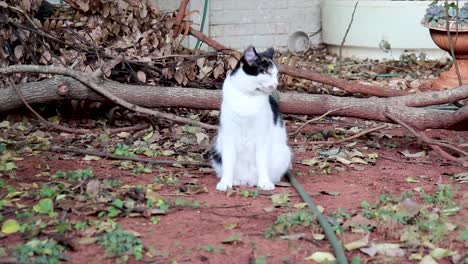 Schwarz-weiße-Katze-Sitzt-Und-Beobachtet-In-Einem-Garten,-Umgeben-Von-Baumstümpfen-Und-Blättern