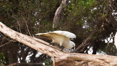 cacahuete explorando una rama de un árbol en lorne