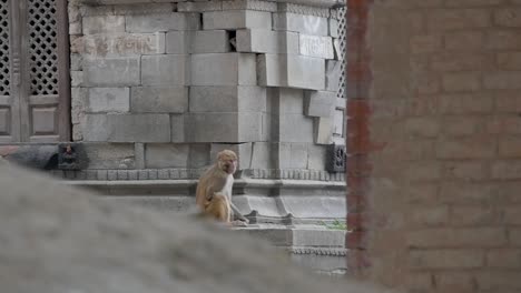 Cámara-Lenta-De-Mono-Sentado-En-Una-Cornisa-En-El-Templo-Pashupatinath,-Katmandú,-Nepal