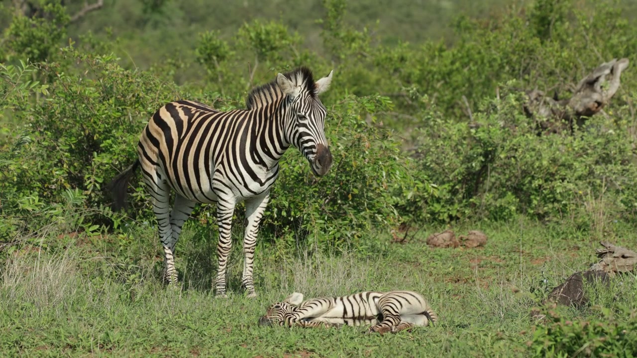 Una zebra delle pianure femmina in piedi nella prateria con il suo puledro che dorme sdraiato davanti a lei, Parco Nazionale Kruger