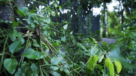 slow dolly through wet green plants during early morning at a miami park