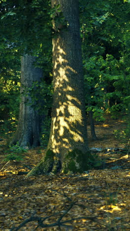 sunlight filters through trees in a lush forest during autumn