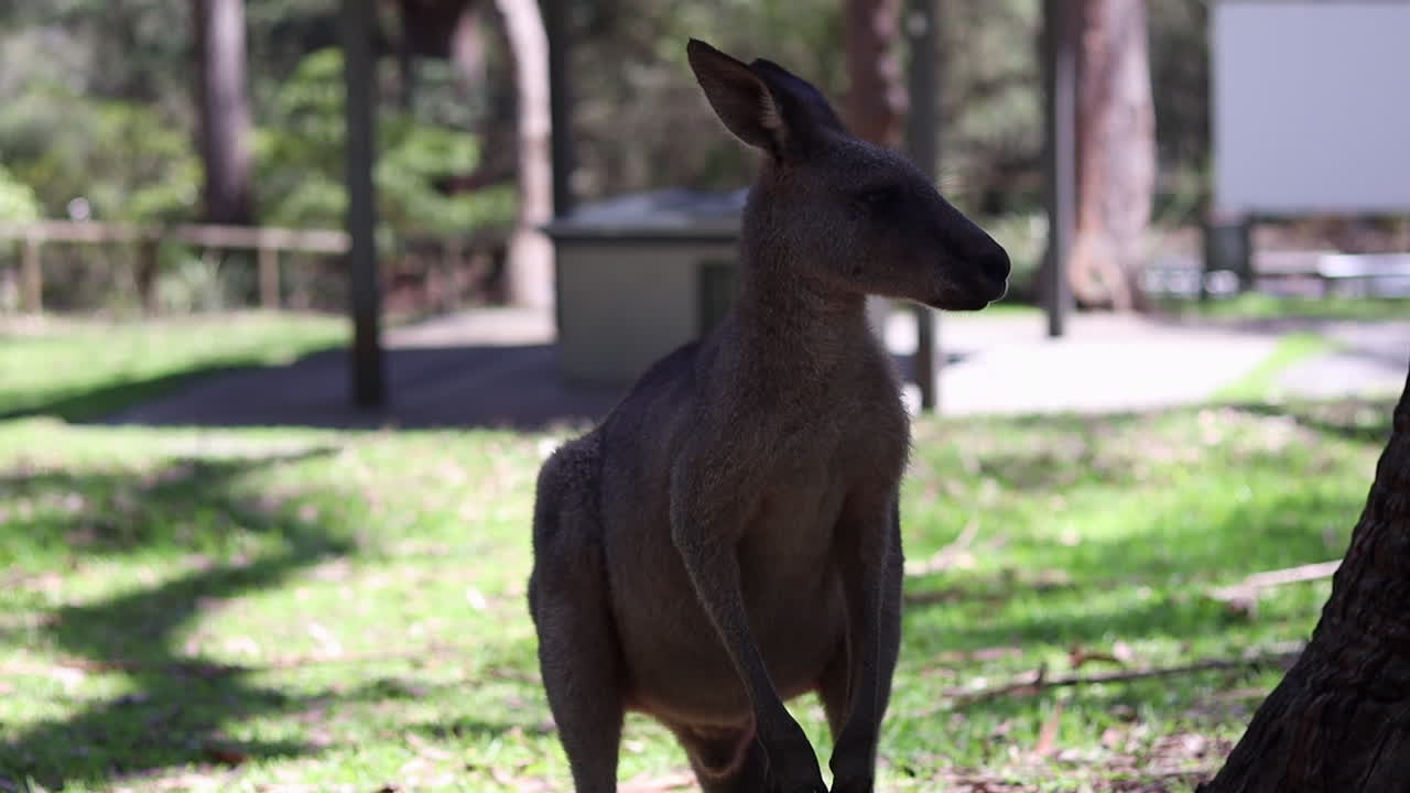 Kangaroo chilling laying eating at the sun australia