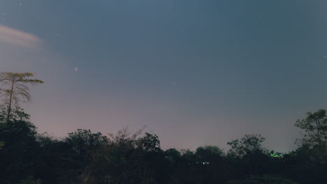 cielo nocturno estrellado sobre árboles con siluetas