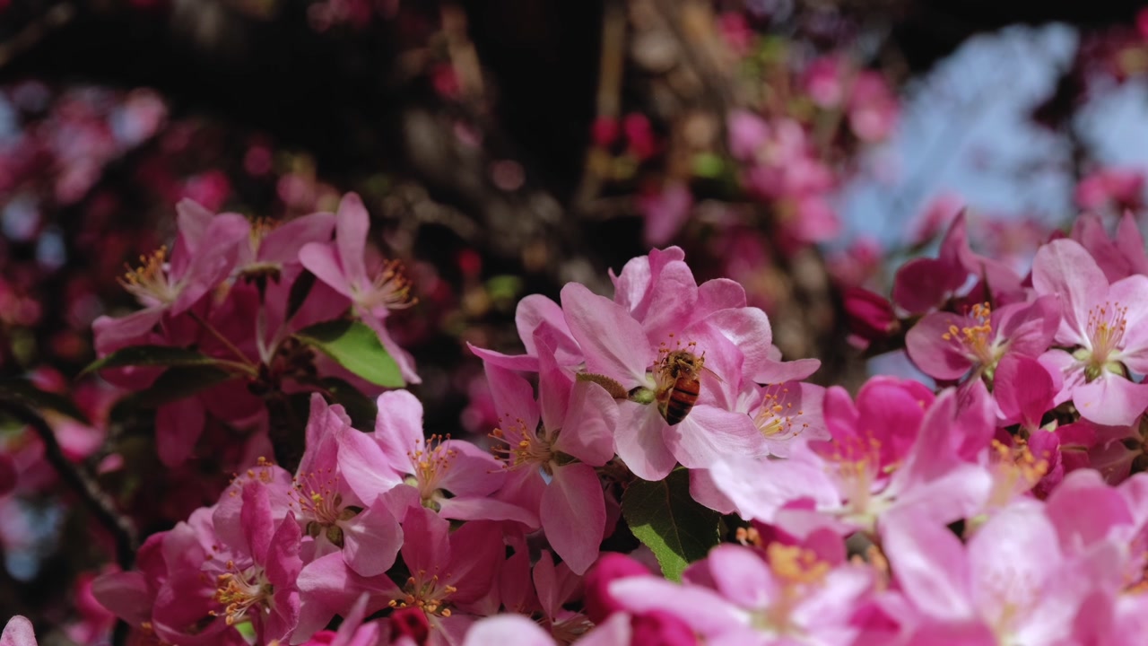Vibrant pink spring blooms and a single honey bee are captured in this detailed slow motion nature video. This shot showcases the fresh colors of spring and the delicate interaction of wildlife.