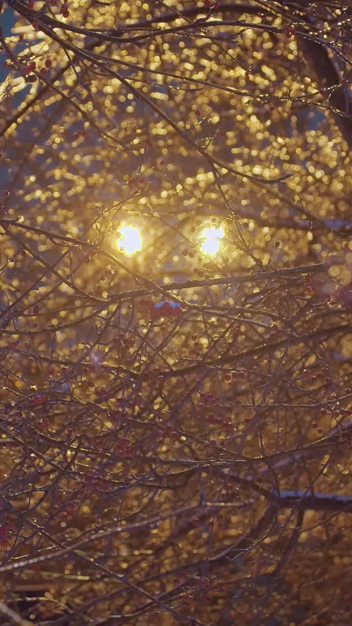 ветви деревьев, блестящие морозом, освещенные золотым светом уличного фонаря, создают волшебную зимнюю сцену с размытым жилым зданием на заднем плане