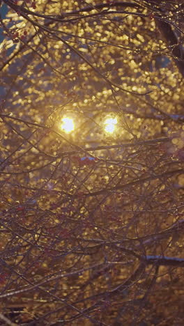tree branches glistening with frost illuminated by golden streetlight glow, creating a magical winter scene with blurred residential building in the background