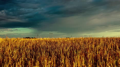 Bezaubernder-Zeitraffer-Goldener-Weizenfelder-Unter-Bedrohlichen-Dunklen-Wolken