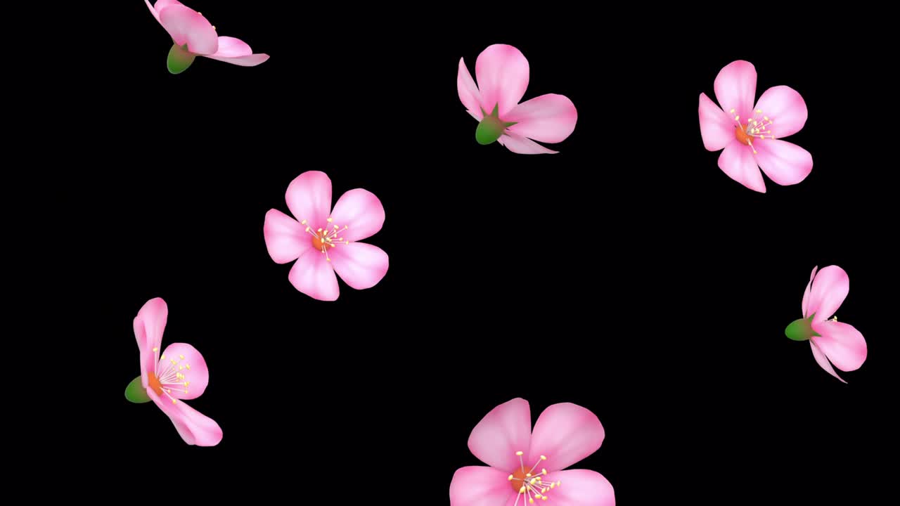 핑크색 체리 꽃이 떨어지는 루프와 알파 매트