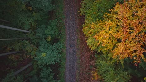 Traveler-walking-on-a-forest-path-among-autumn-trees