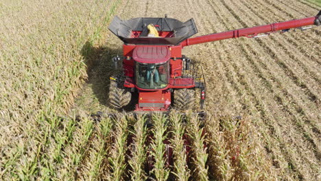 devant une moissonneuse combinée coupant des récoltes pour collecter du grain sur un champ agricole, aérien