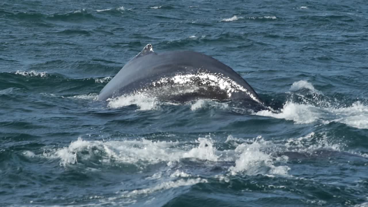 Humpback whales diving in slow motion. Iceland view from a boat.