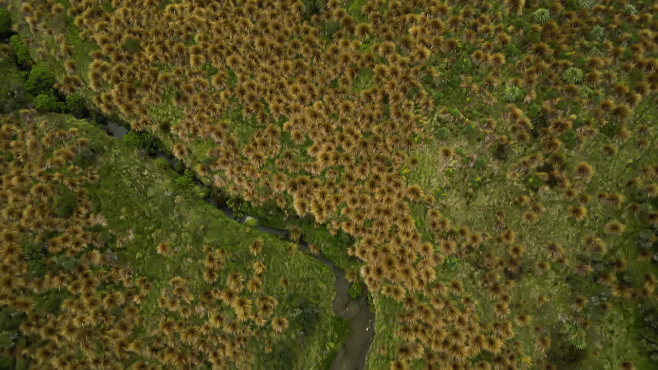 vista aérea hacia atrás del área protegida de hierba de mechón rojo en southland cerca de mossburn