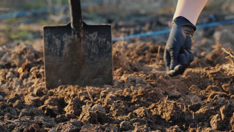 farmer's hand in a glove pours chemical fertilizers into the soil