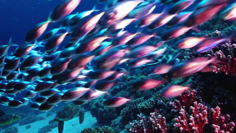 school of fish and turtle in a coral reef