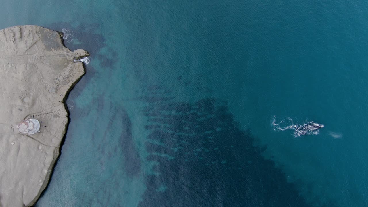 바다에서 쉬고 있는 어미 고래와 갓 태어난 송아지 고래, 공중 높은 고도의 전망