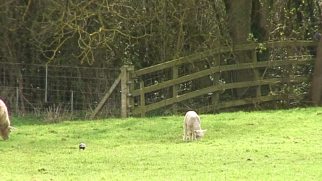 영국의 들판에 있는 암양과 봄양과 까마귀