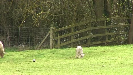 Ewe-and-a-spring-lamb-and-a-crow-in-a-field-in-the-UK