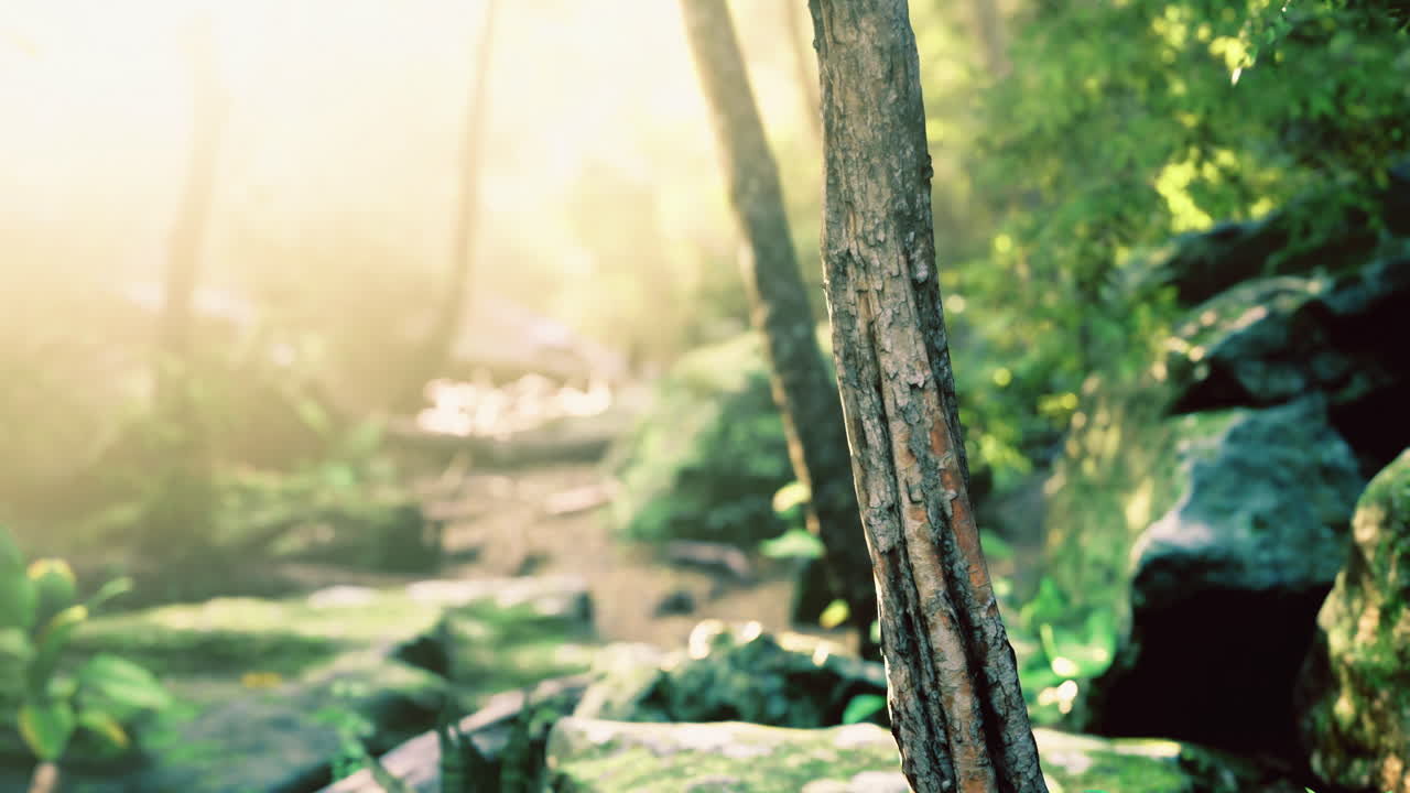 Sunlight filters through trees in a serene forest landscape with a creek