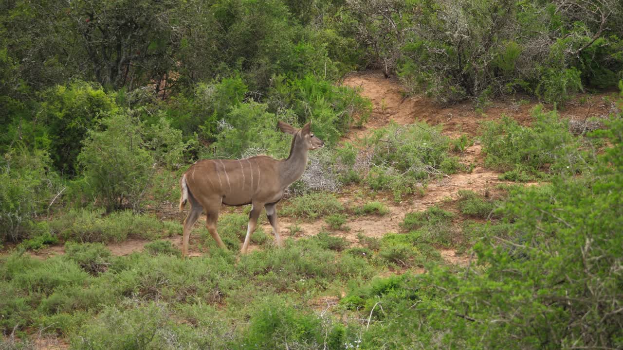 pan: hembra kudu camina a través del paisaje de pradera de árboles de acacia africana