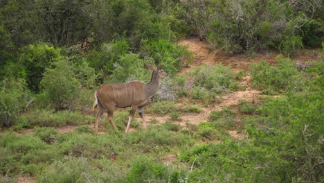 pan: female kudu walks through african acacia tree meadow landscape