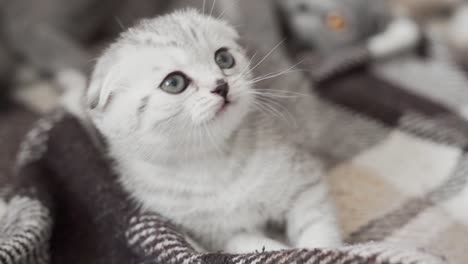 Close-up-portrait-of-a-Scottish-Fold-kitten-playing