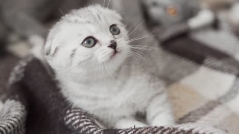primer plano, retrato, de, un, scottish, fold, gatito, juego