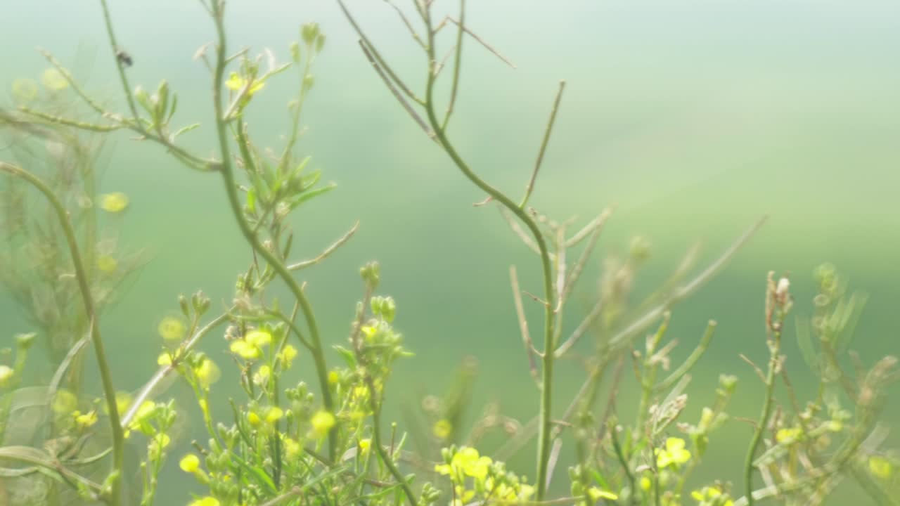 Beautiful wildflowers swaying in the wind, captured with a Petzval-style lens that adds a vintage, dreamy atmosphere with soft swirly bokeh and warm pastel tones.
