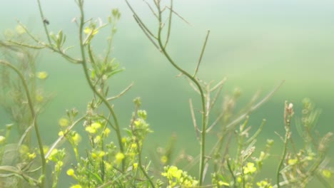 beautiful wildflowers swaying in the wind, captured with a petzval-style lens that adds a vintage, dreamy atmosphere with soft swirly bokeh and warm pastel tones.