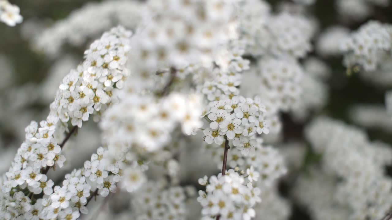 Close up of twigs covered with tiny, white flowers in soft light