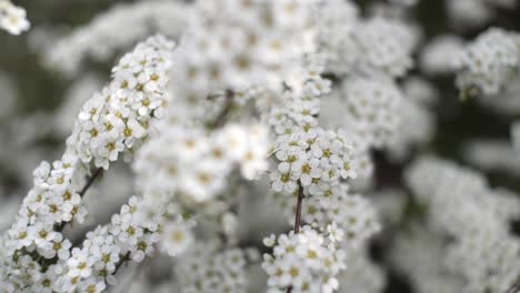 close up of twigs covered with tiny, white flowers in soft light