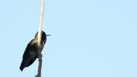 Slow-motion-green-hummingbird-takes-flight-from-twine