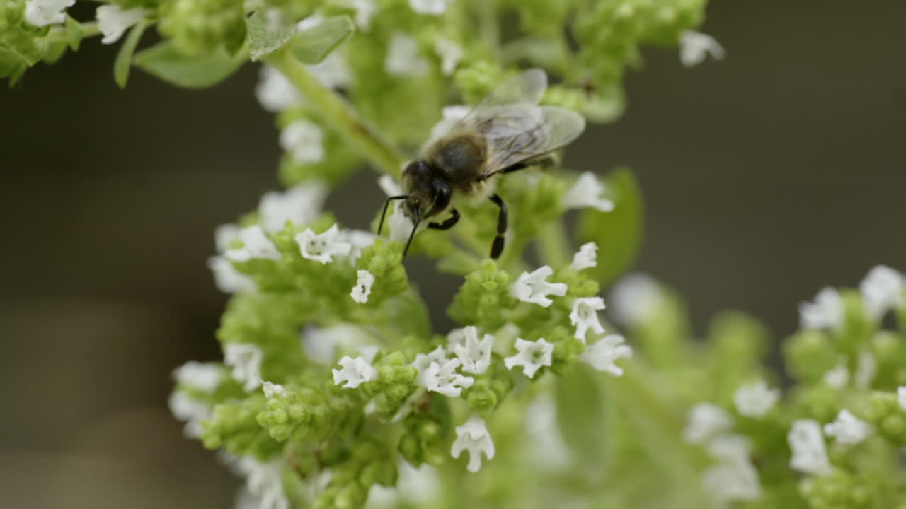 Bee on Oregano Flower
