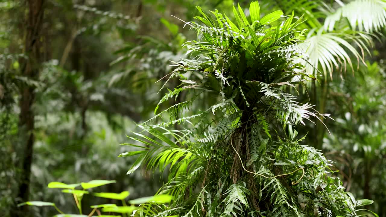 Vibrant green ferns thrive in the dense, sunlit rainforest of Dorrigo, NSW, showcasing nature's lush beauty