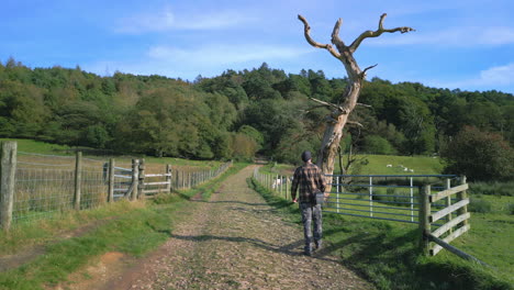 man walking along track and stopping to look at dead tree on sunny autumn day