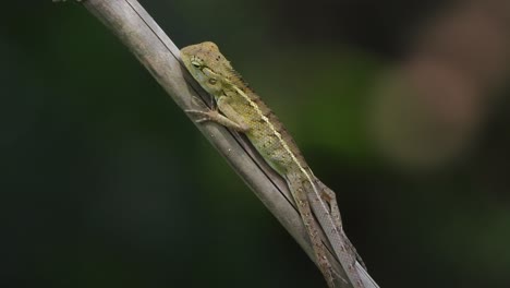 lagarto relajándose en el árbol - caza