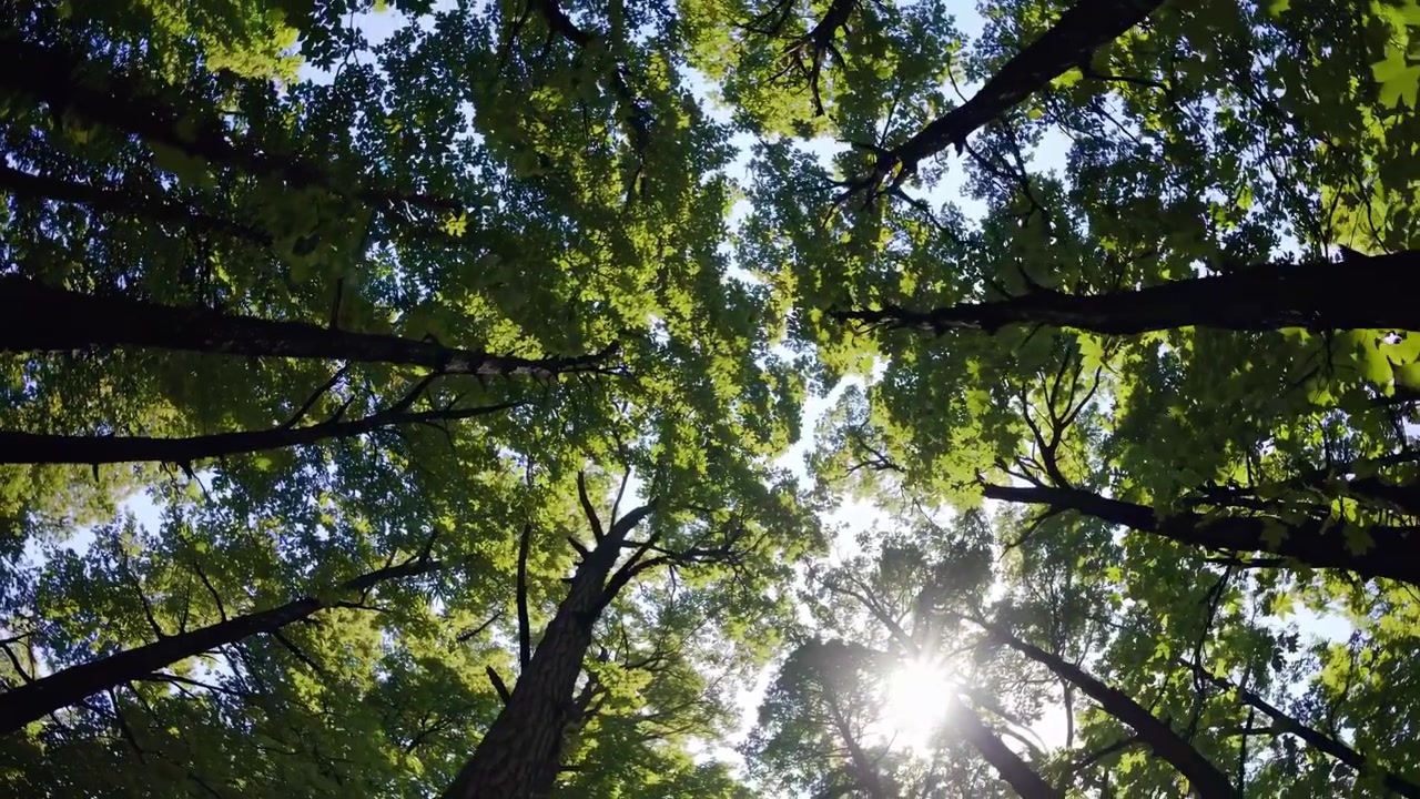 Vista dal basso della luce solare attraverso la chioma verde della foresta
