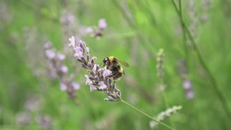Slowmo---Hummel-Sammelt-Pollen-Von-Lavendelblüten