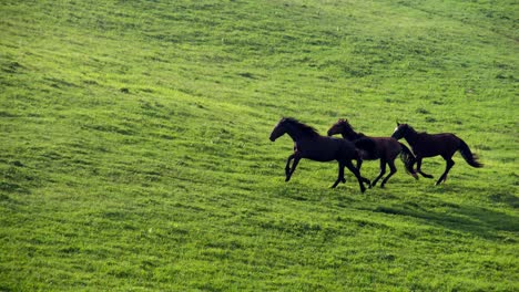 horses in the green foothills