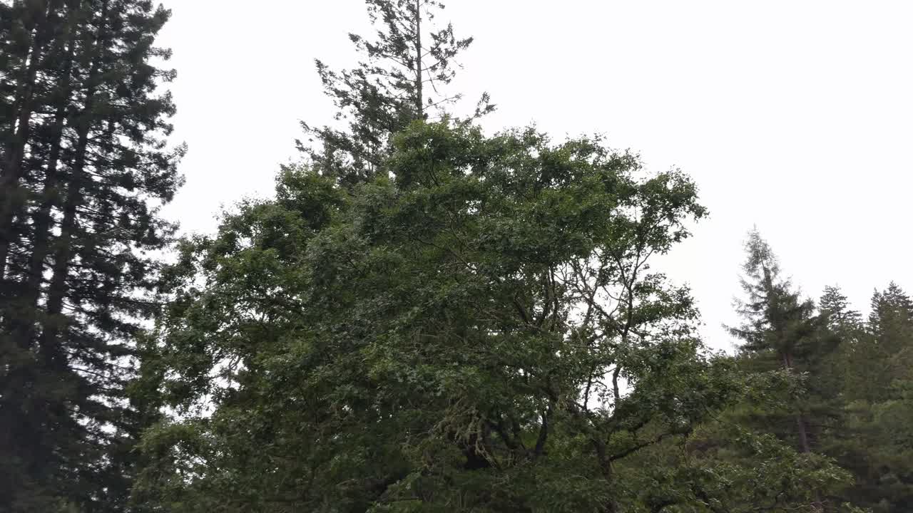 Redwood forest treetops moving camera in 4k