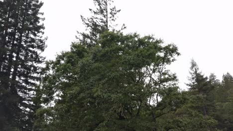 redwood forest treetops moving camera in 4k