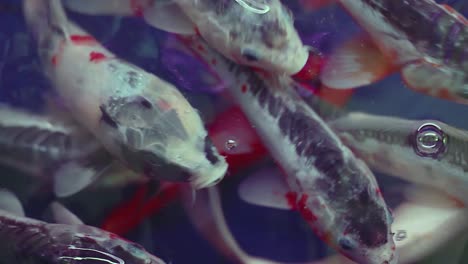 primer plano de peces koi sanos nadando en cautiverio para la cría
