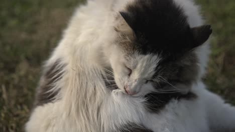 black and white cat scratching, cleaning, playing slow motion 4k uhd