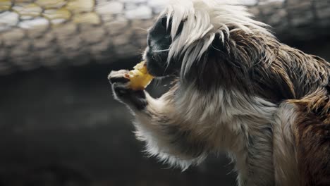 mono tití cabeciblanco adulto comiendo fruta