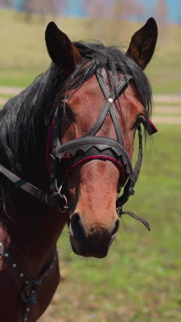 chestnut horse with black saddle chews bridle grazing at farm pasture closeup. purebred equine animal with traditional harness on sunny day slow motion